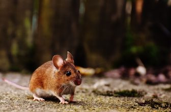 Goodnature A24: LE piège ultime à souris et à rats !